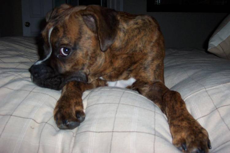 Oscar Pouting