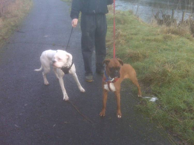 Oscar + Sugar on their 1st walk together.