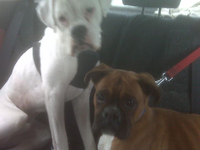 Oscar + Sugar