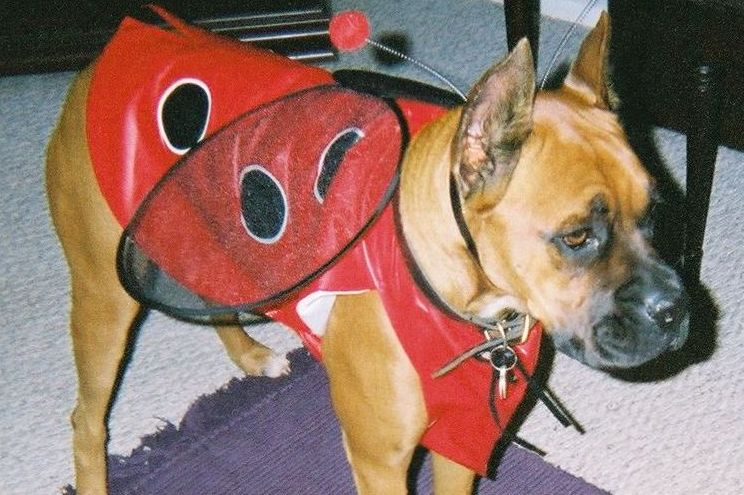 Oscar, the Boy Ladybug