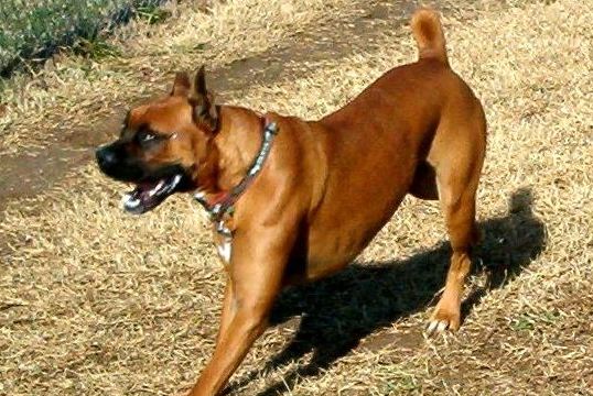 Oscar, the goofy dog