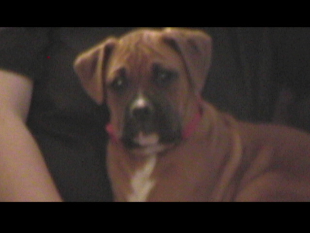 oscar the great