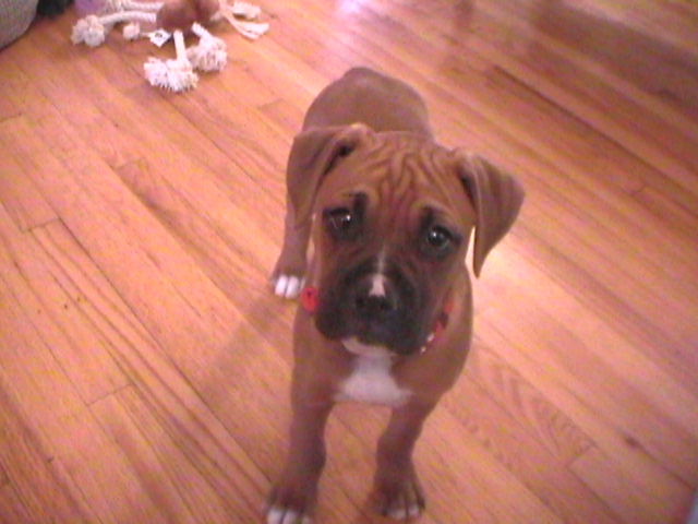 oscar the great