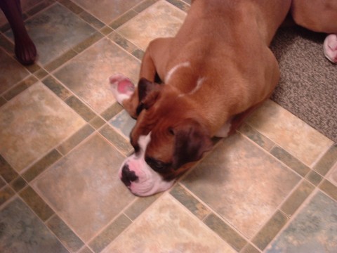 Oscar worn out