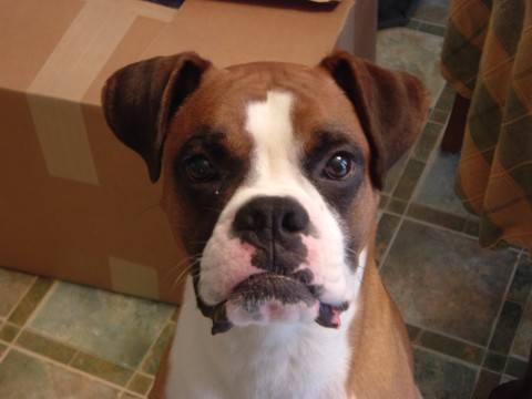 Oscars Big Face