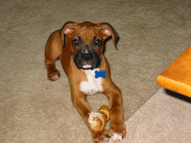 Oscar's first bone