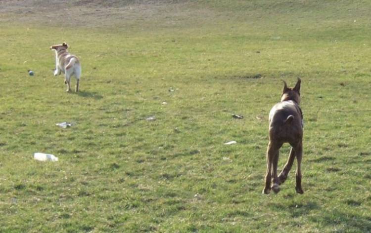Oscar's latest trick, levitation.