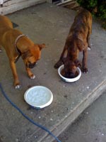 Oskar and Bella 2
