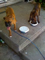 Oskar and Bella 3