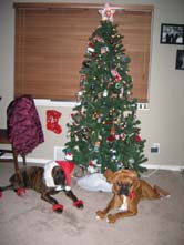 Oskar and Bella (Santa and Reindeer) 2