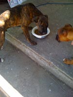 Oskar & Bella 1