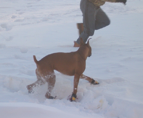 Oskar in his new boots!