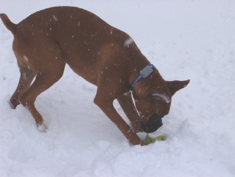 Oskar meets the snow