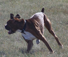 Oskar on the run