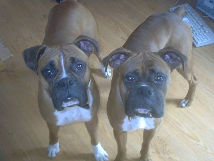 Osker and Ali