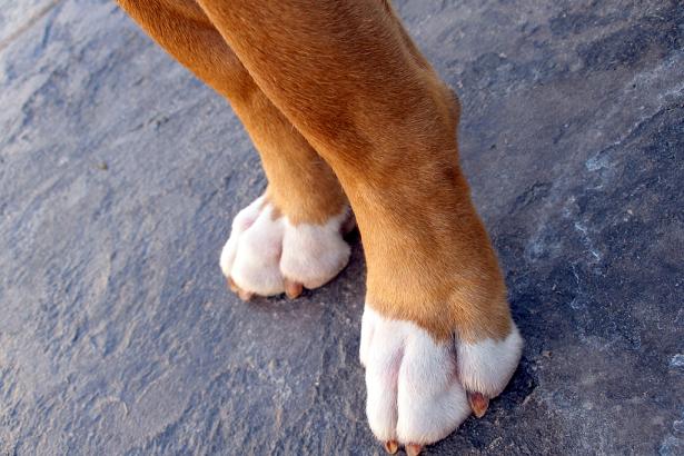 Other set of paws
