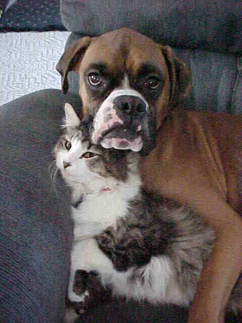 Otis and our cat sleeping