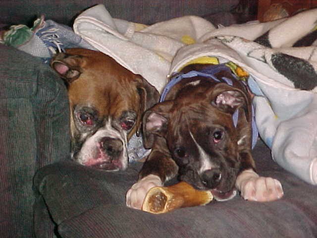 Otis babysitting Otto again
