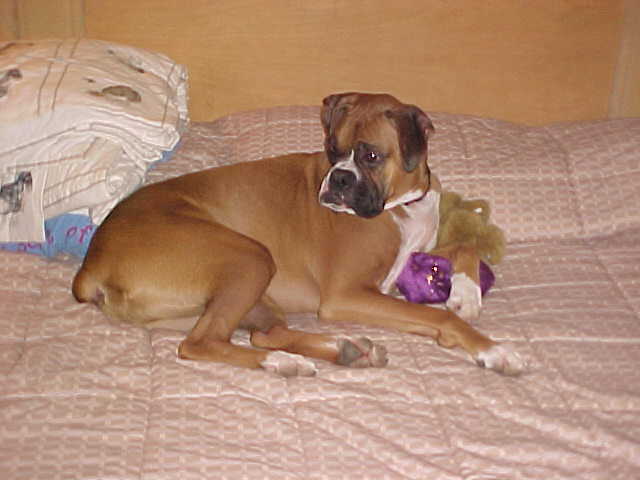 Otis enjoying a motel bed