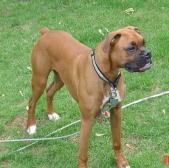 Otis in the Yard