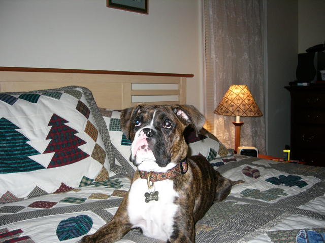 Otis laying and staring