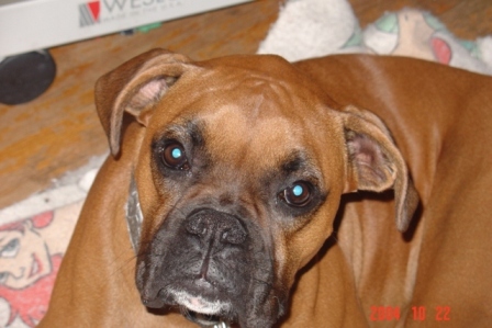 Otis resting