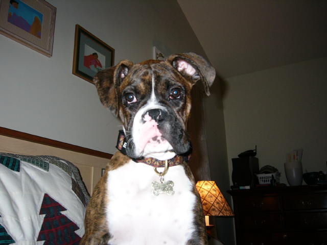 Otis sitting and watching