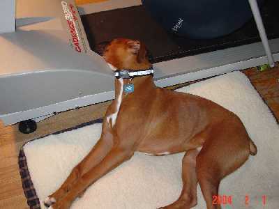 Otis sleeping on the treadmill.