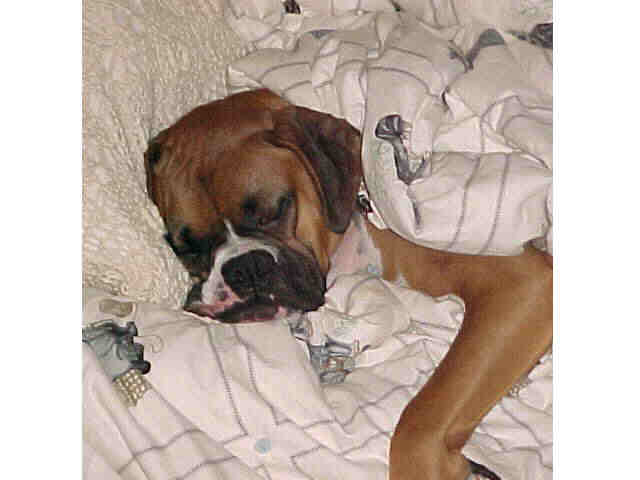 Otis the Blanket Baby