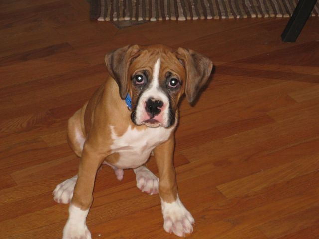 Otis, the newest addition to our family