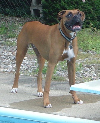 Otis waiting his turn to dive into the pool...NOT!