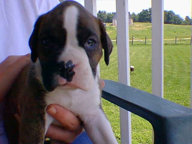 otis