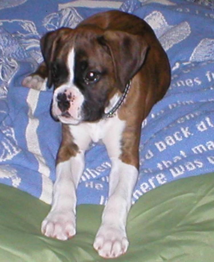 Otis_11weeks