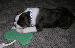 Otto chewing his toy