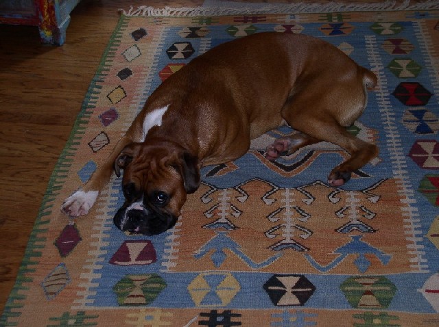 otto_on_the_rug1