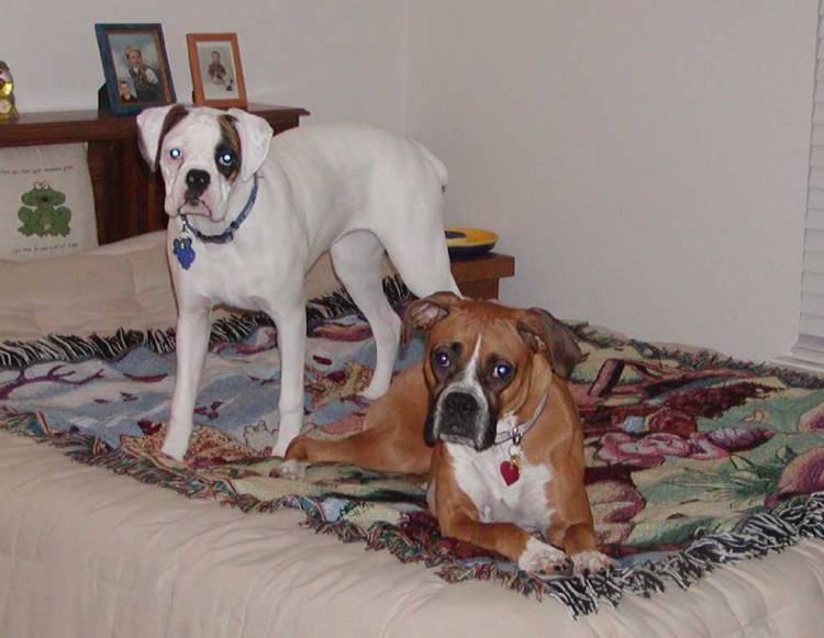 Our 2 on our Guest bed.