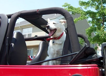 Our angel Wonder Mutt 1990-2004