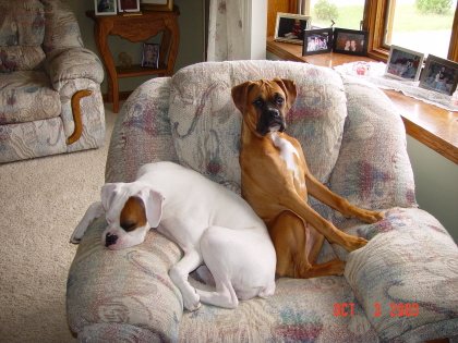 our babies....their chair