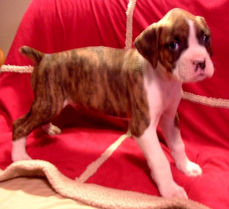 Our baby boy "DIESEL"