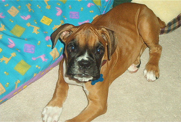 Our baby Dixie