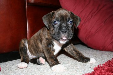 Our Baby Samson!