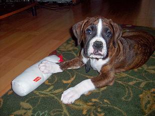 Our baby Tyson