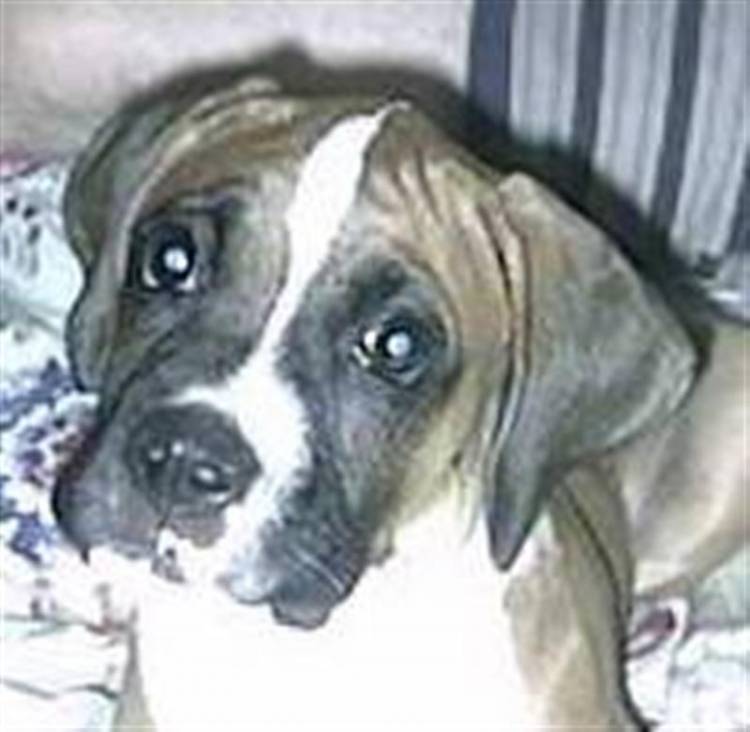 Our Beautiful Baby Boxer