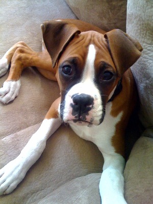 Our beautiful boy - Koa