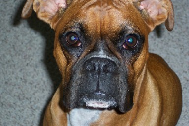 Our Bella Princess