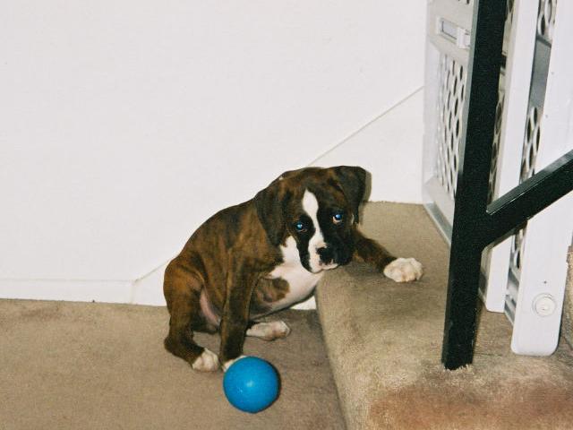 Our boxer at 10 weeks
