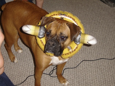 Our "Boxer-BULLdog"