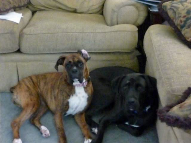 Our Boxer Pups (Grown-up)