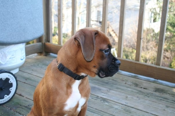 Our boy Mugsy at approx. 5 months