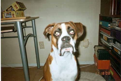 Our Buddy
